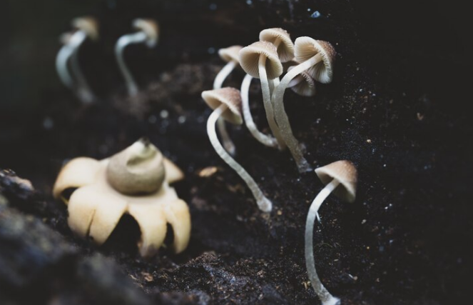 Magic Mushrooms and Community Building: Examining How Psilocybin Experiences Can Foster a Sense of Community and Connection