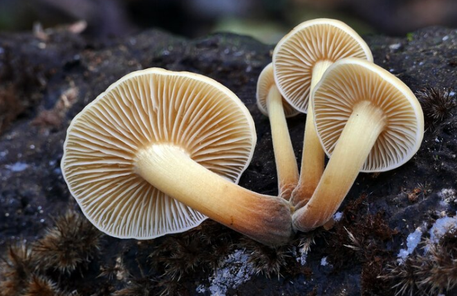 The Evolution of Magic Mushroom Strains: Tracing the Development and Diversity of Psilocybin Mushroom Strains