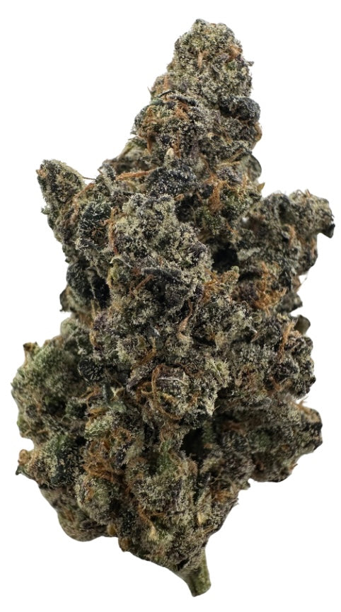 Kid Dynamite(Indica)