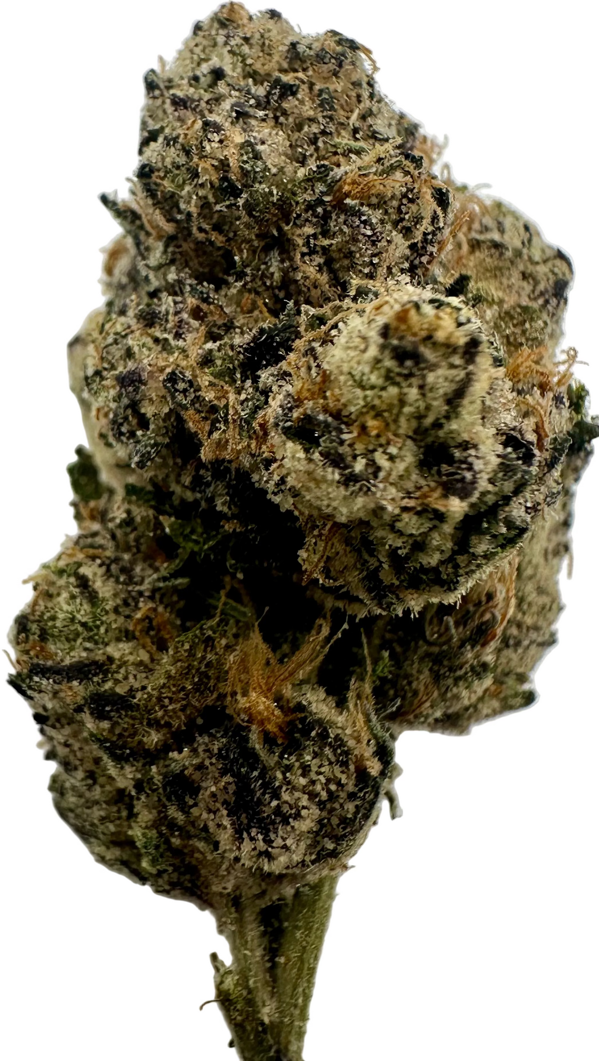 Blue Nerds (Hybrid/Indica)