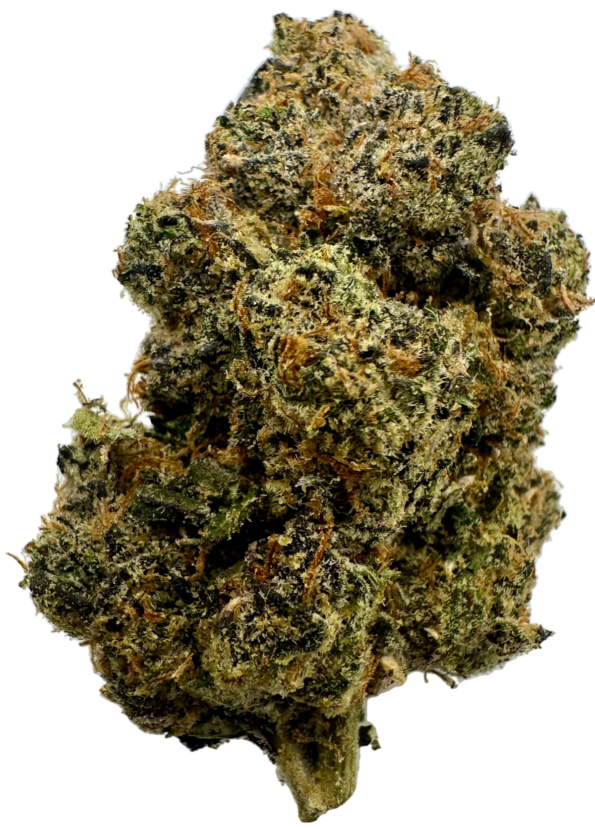 Ben & Cherries (Hybrid/50-50)