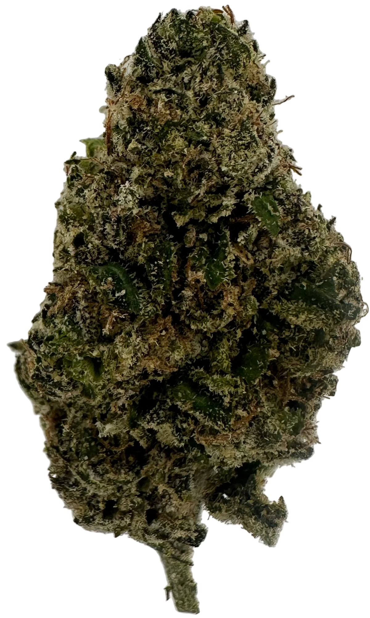 Barney Rubble (Hybrid/50-50)
