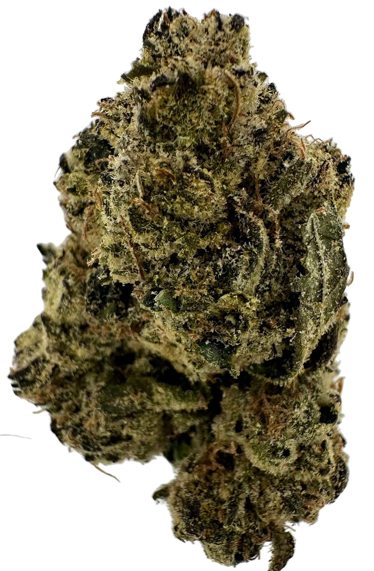 Gelato X