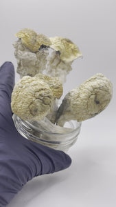 Thrasher (melmac penis envy isolate)